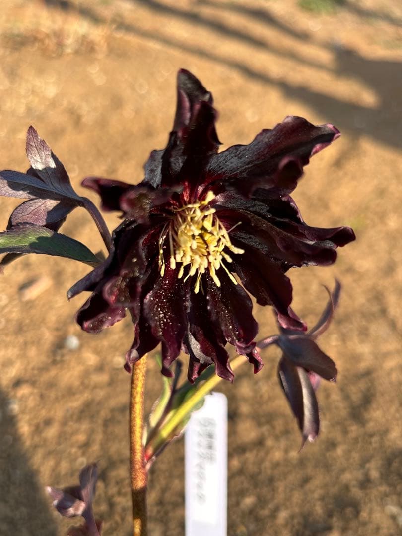 み*ん様 クリスマスローズ開花株『ブラックマジック』来期用1-2