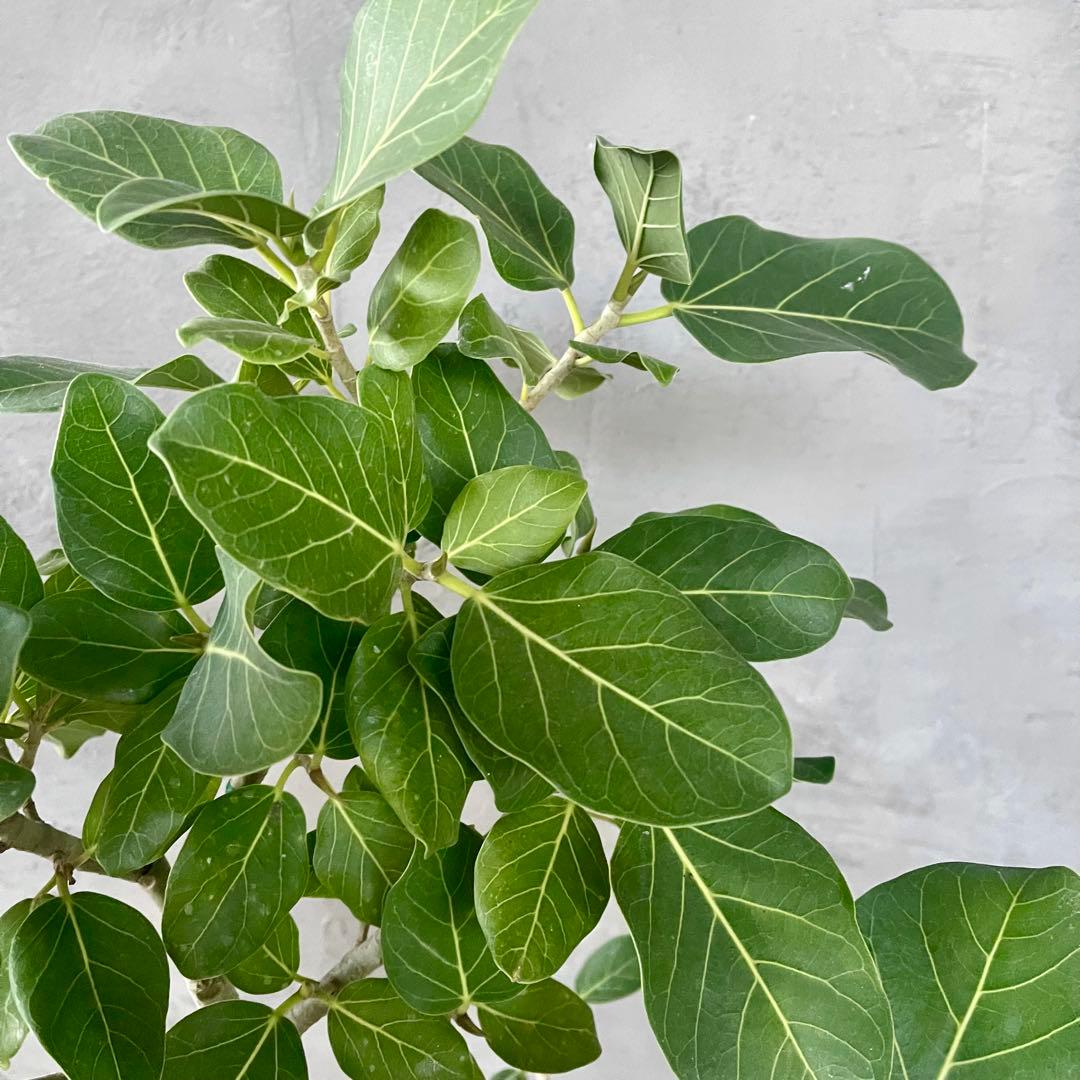 大型　フィカス　ベンガレンシス　オードリー　陶器鉢　植え込み発送