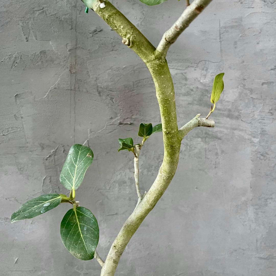 大型　フィカス　ベンガレンシス　オードリー　陶器鉢　植え込み発送