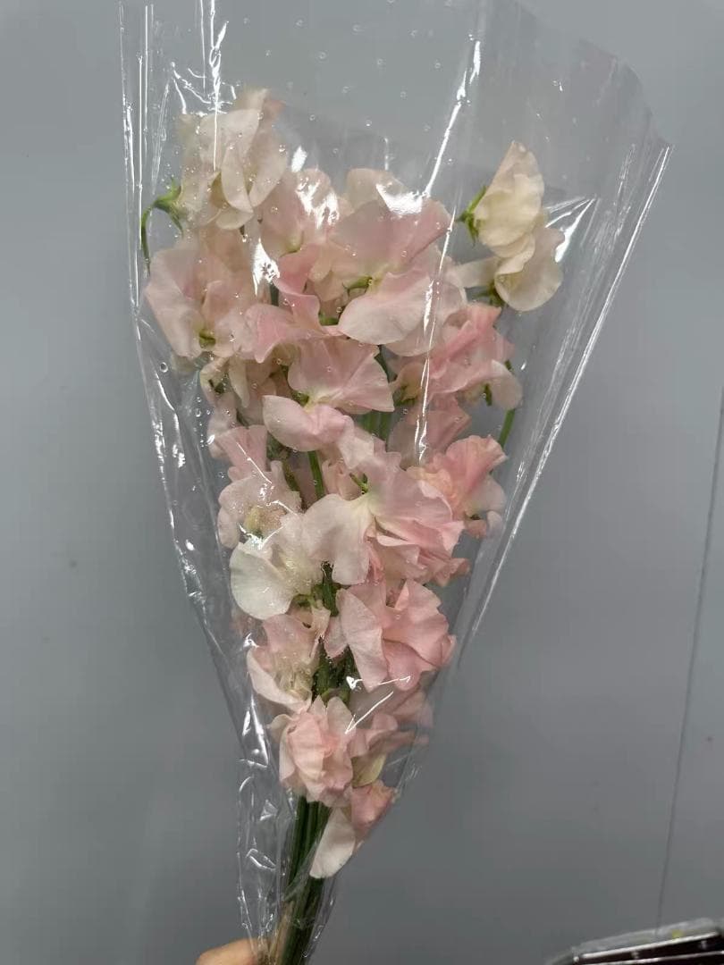 レミントン　人工筋肉サポーター 膝パワーウォーク　 Lサイズ...jhf5