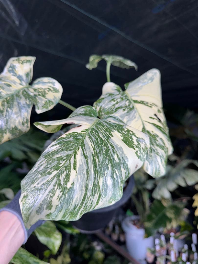 真・ホワイトスノー（白雪）モンステラ タイコンステレーション