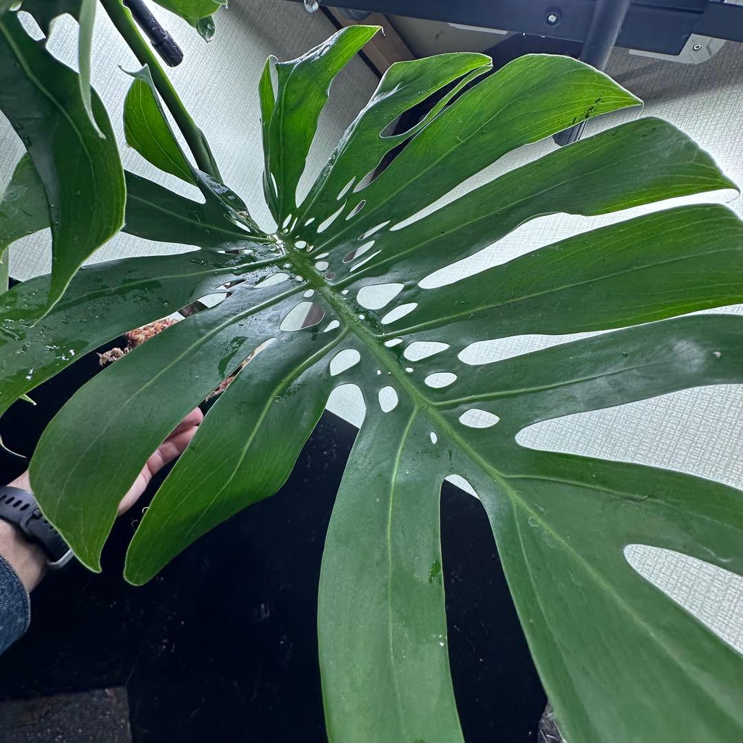 G*i様 モンステラデリシオーサマクロコズム超希少系統鉢植え
