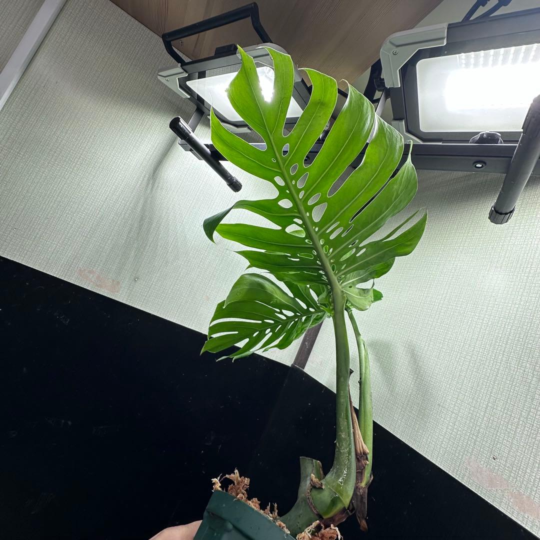 G*i様 モンステラデリシオーサマクロコズム超希少系統鉢植え