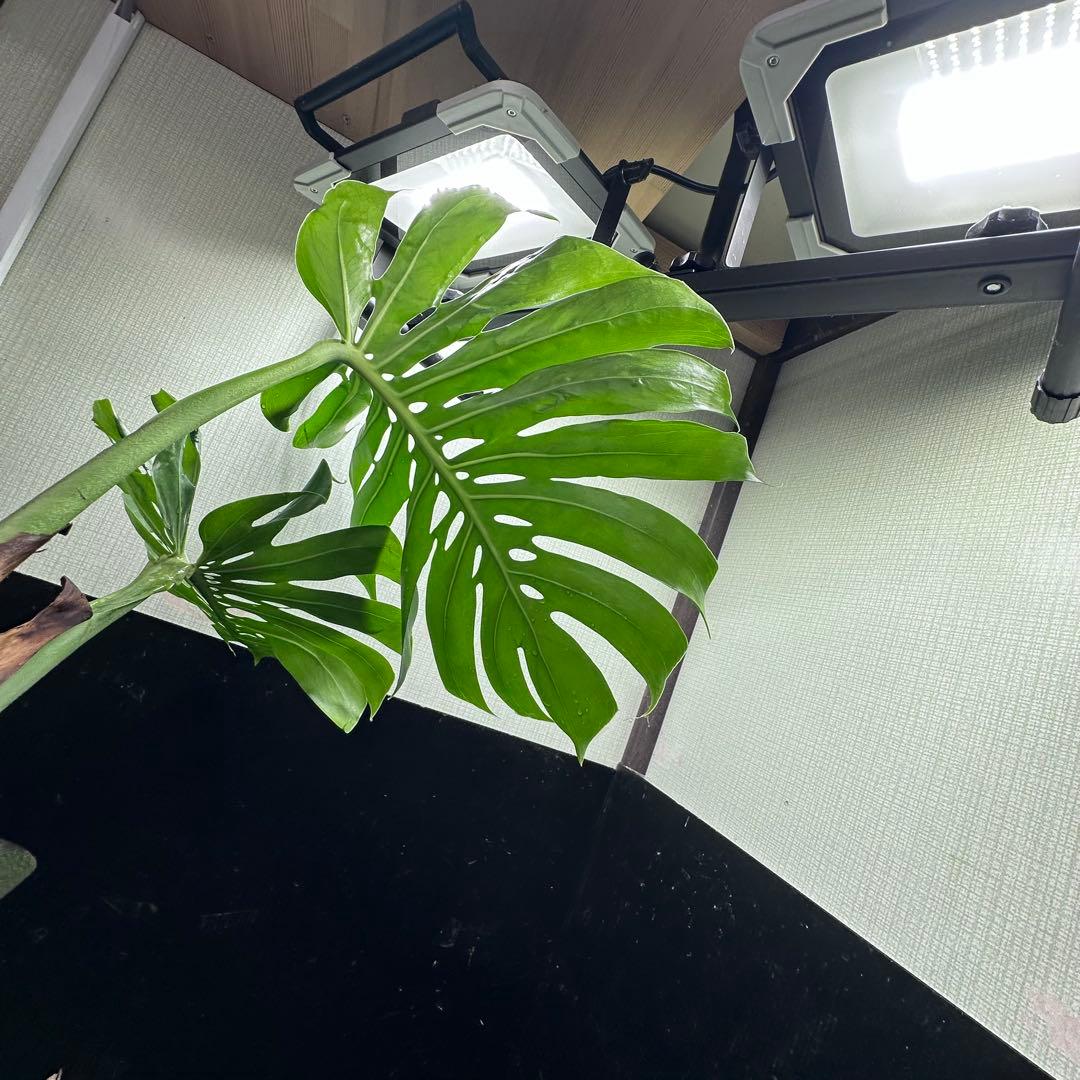 G*i様 モンステラデリシオーサマクロコズム超希少系統鉢植え