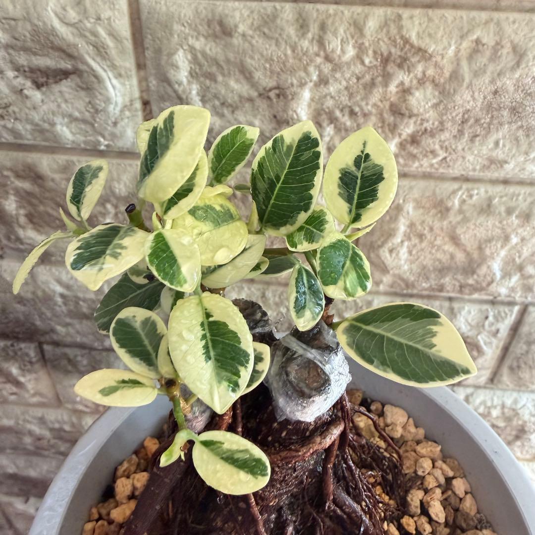 パンダガジュマル 斑入り 極上株｜三ヶ所接木｜気根発達｜発根済み｜現品