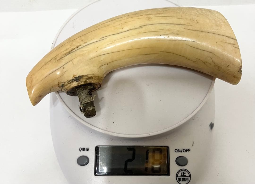 鯨の歯 牙 マッコウクジラ 重量約218g 杖材