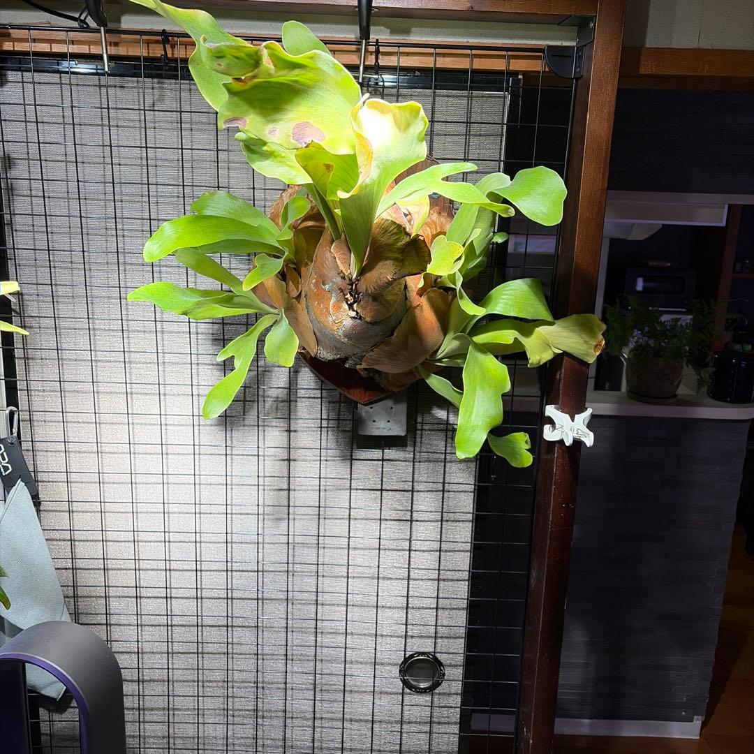 ビカクシダ　コウモリラン　ヒリー