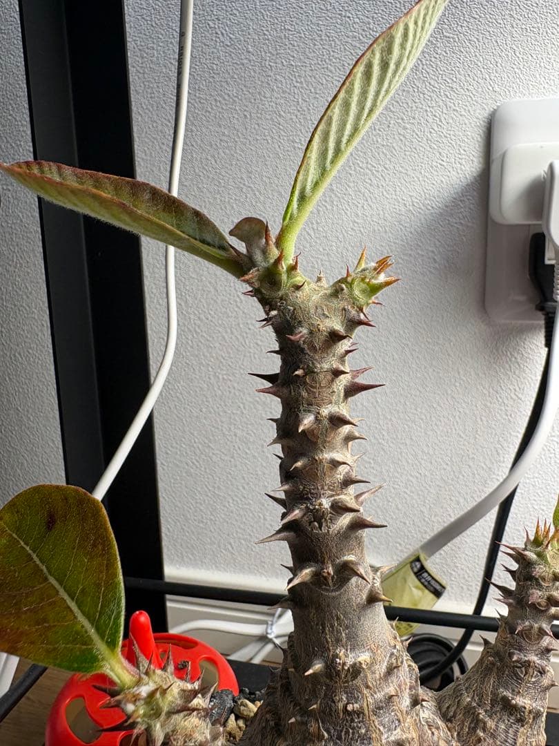 パキポディウム・ウィンゾリー 鉢付き