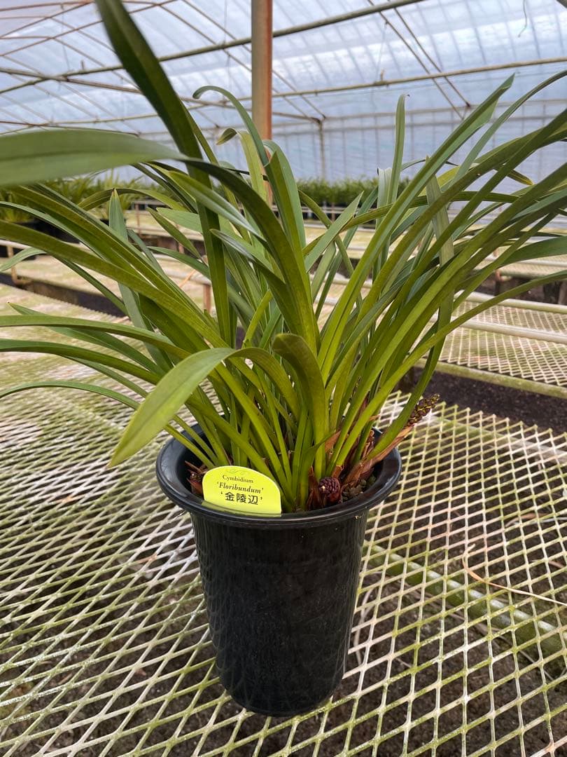 R8年キンリョウヘン花芽10本#1