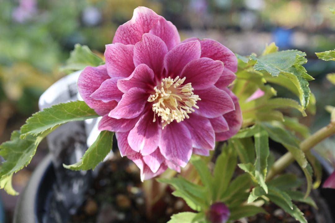 ♡広瀬園芸♡ 充実株シリーズ①DDピンク白抜け　ソレイユ系