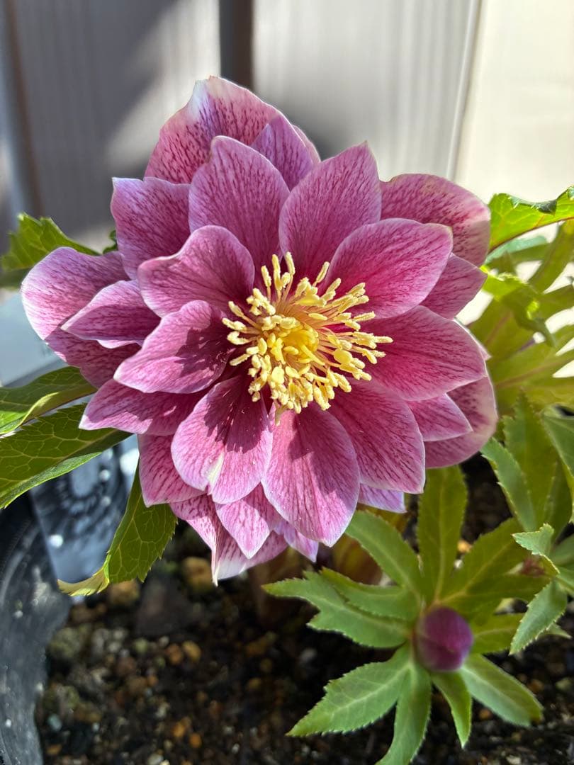 ♡広瀬園芸♡ 充実株シリーズ①DDピンク白抜け　ソレイユ系