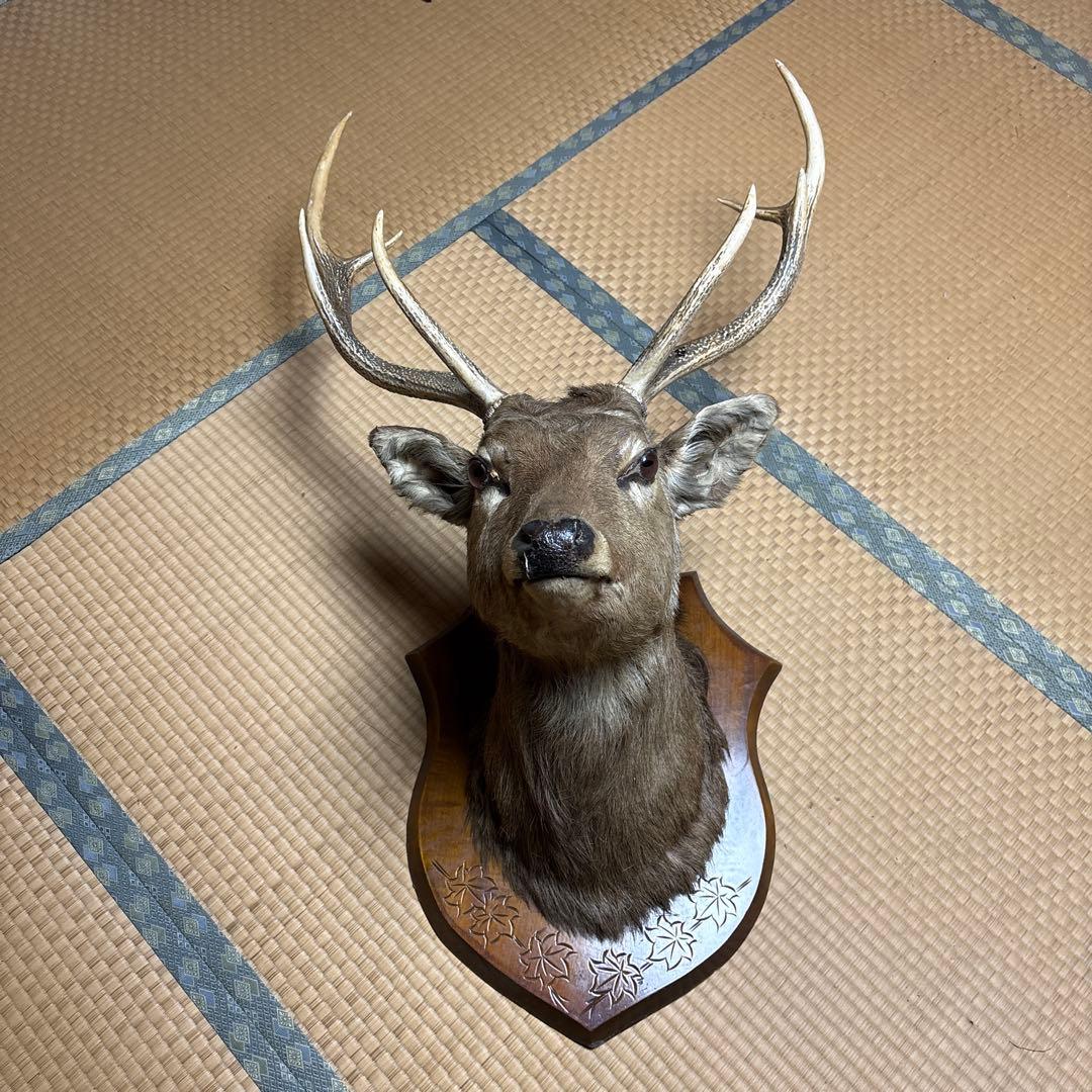 ハンティングトロフィー 鹿の剥製 蝦夷鹿の剥製 壁飾り 船橋市引き取り割引有り