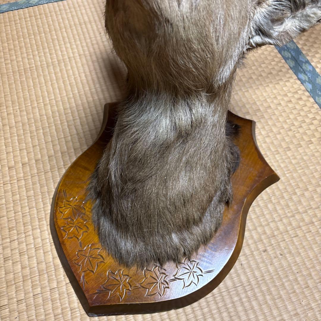 ハンティングトロフィー 鹿の剥製 蝦夷鹿の剥製 壁飾り 船橋市引き取り割引有り