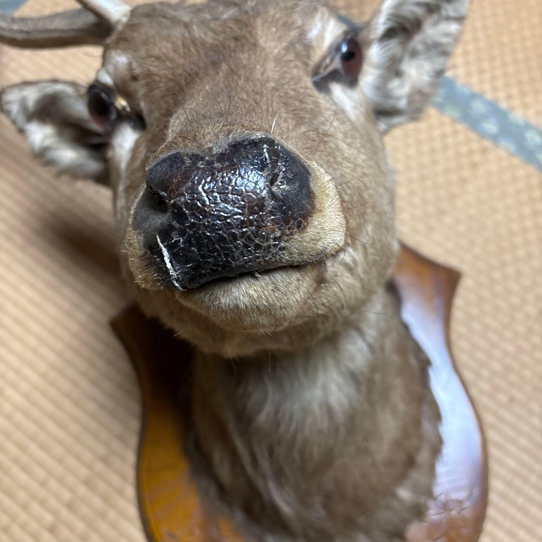 ハンティングトロフィー 鹿の剥製 蝦夷鹿の剥製 壁飾り 船橋市引き取り割引有り