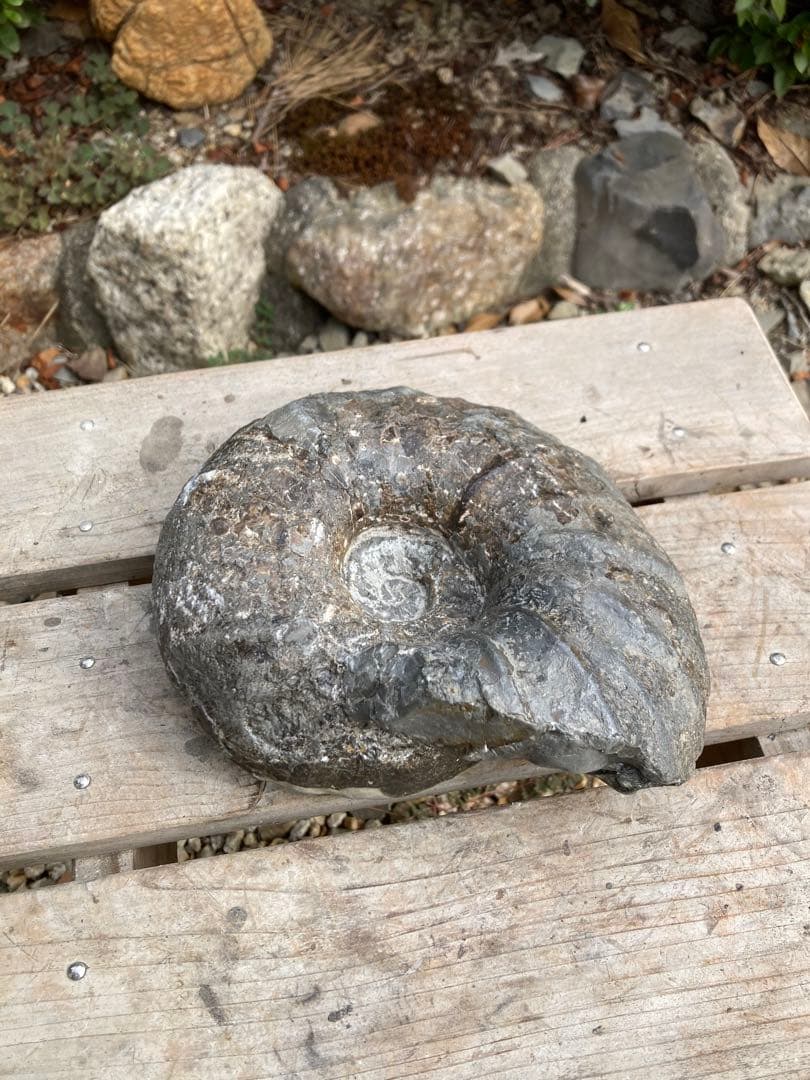 北海道　希産地　アンモナイト　1.7kg 化石