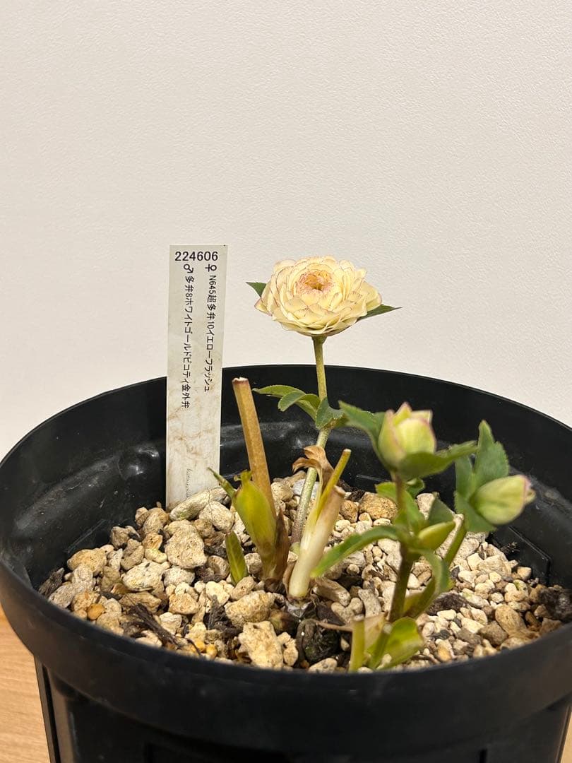 多弁ホワイトピコティフラッシュ　クリスマスローズ