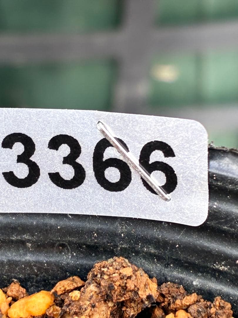 み*ー様 ☘️蕾付き☘️タグ付☘️3366⭐️BELCHERI⭐️PINK IC