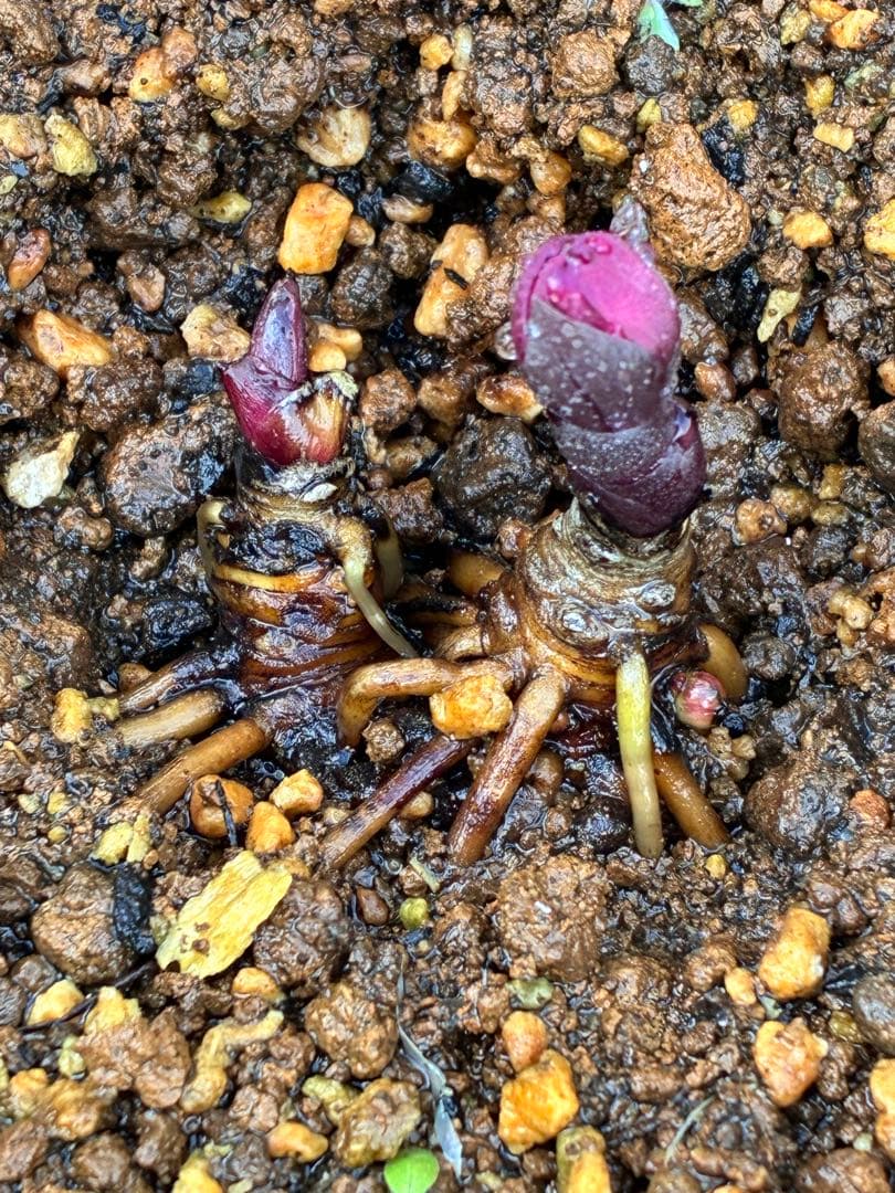 み*ー様 ☘️蕾付き☘️タグ付☘️3366⭐️BELCHERI⭐️PINK IC