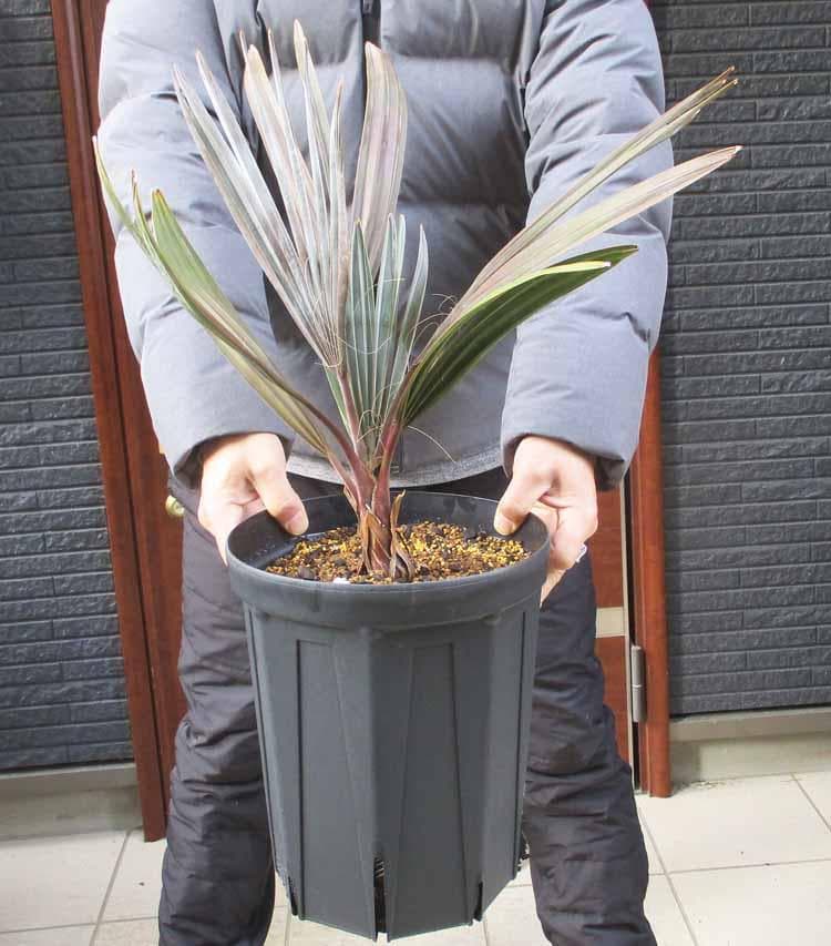 【現品】ビスマルキア・ノビリス　シルバー　椰子　ヤシ　8号　D21番