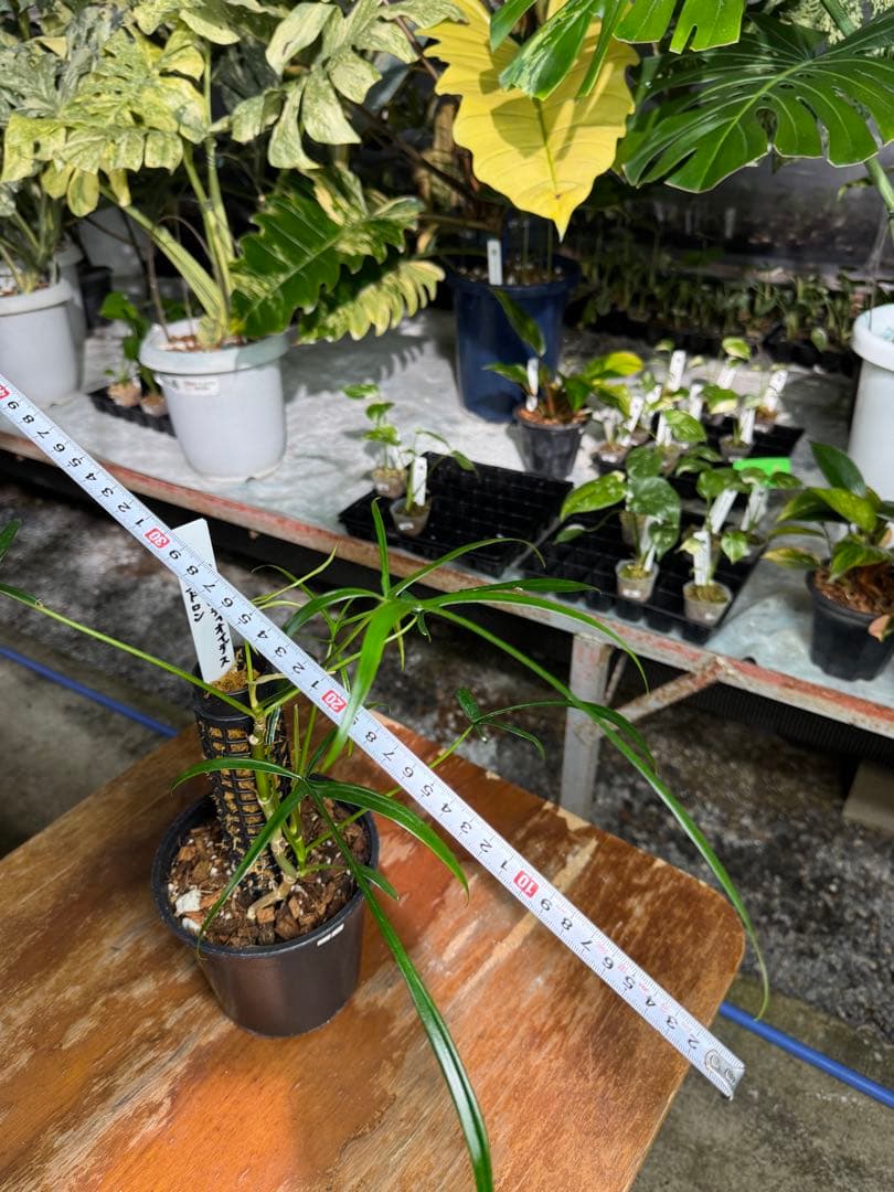 ハ*ク様 1 フィロデンドロン ポリポディオイデス　鉢モスポール付き