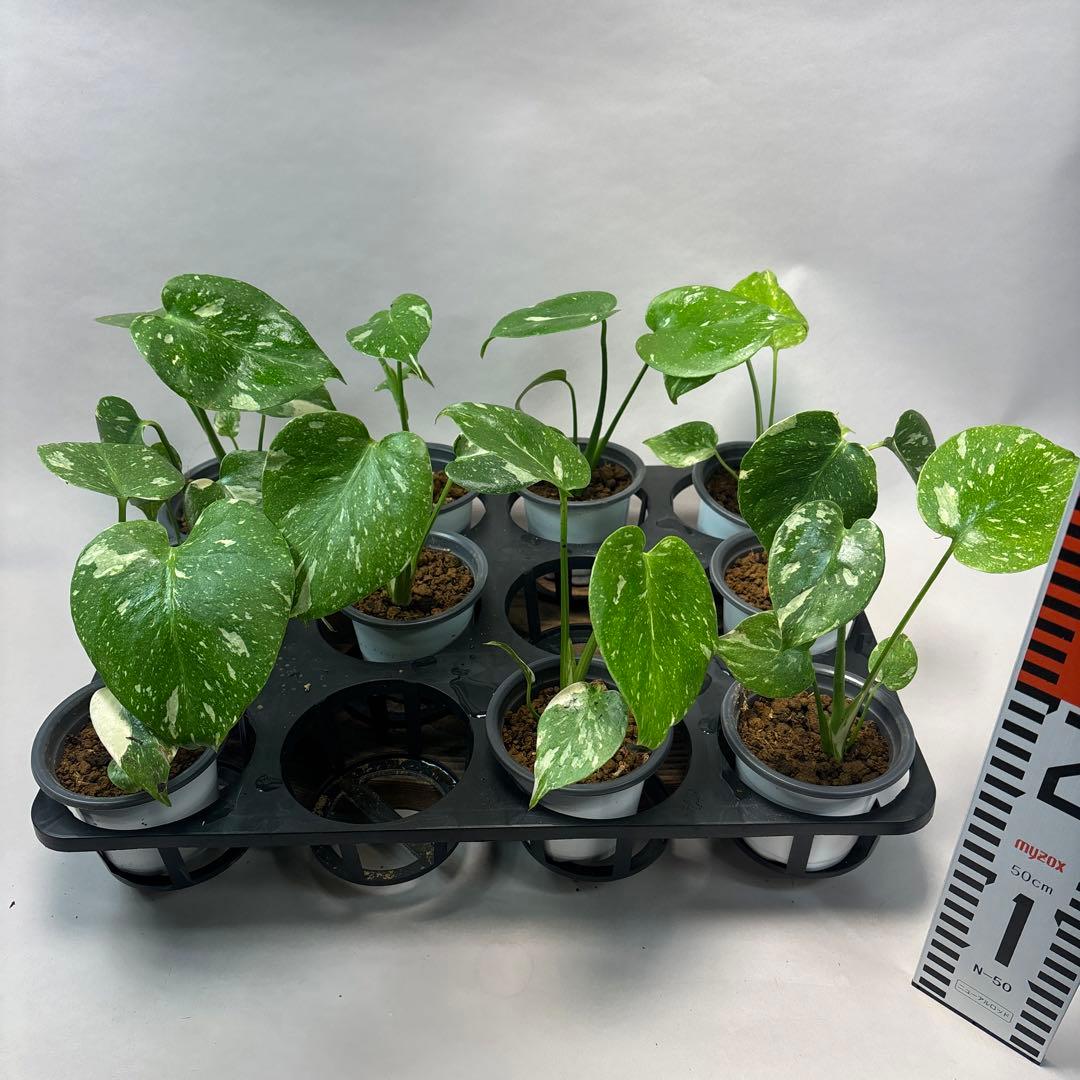 ち*え様 10株セットms53モンステラ・タイコンステレーション 斑入り