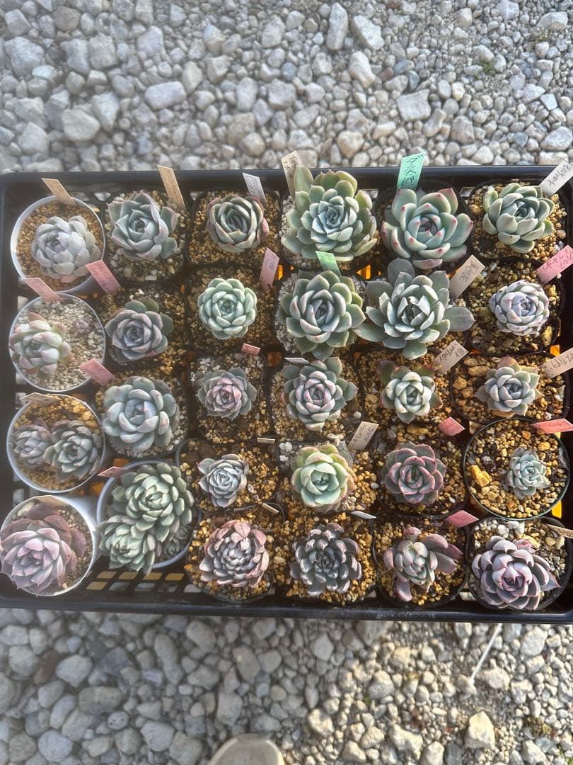 多肉植物セット☆メルカリ便匿名配送