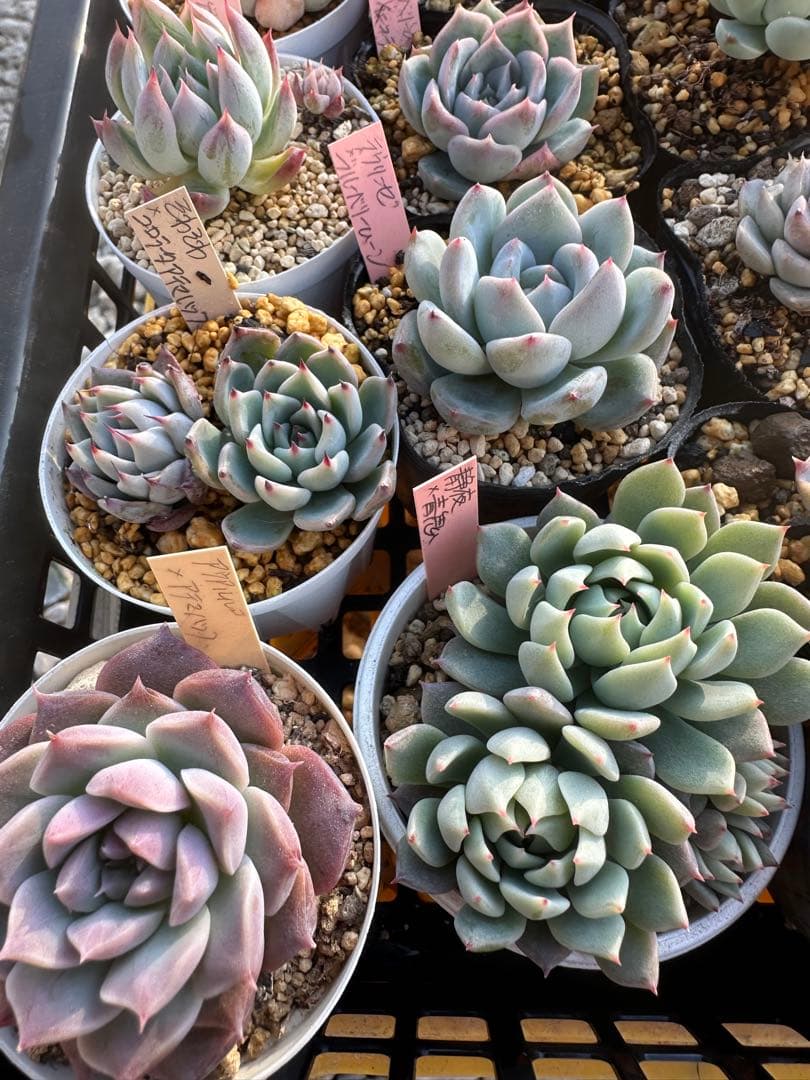 多肉植物セット☆メルカリ便匿名配送