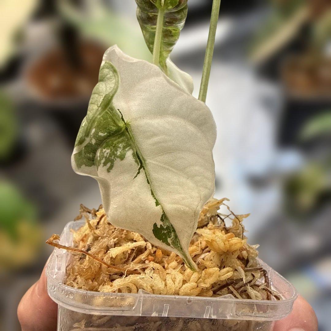 希少 アロカシア アズラニー ピンクアルボ