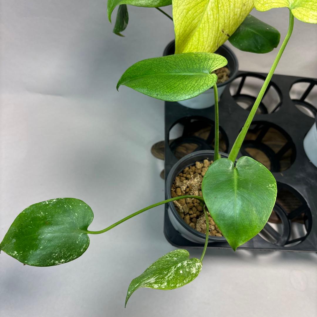 ち*え様 5株セットms49ホワイトモンスター／天津蘭 モンステラ斑入り