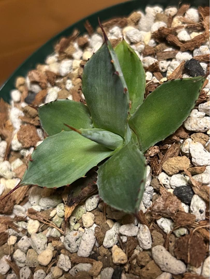 アガベ　パリー　トランカータ　mutant霜降り縞斑　コンパクトタイプ　カキコ