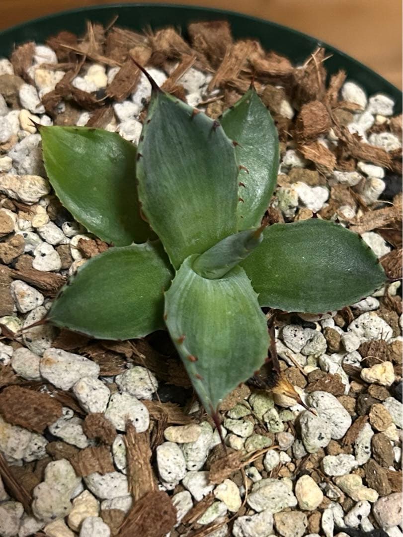 アガベ　パリー　トランカータ　mutant霜降り縞斑　コンパクトタイプ　カキコ