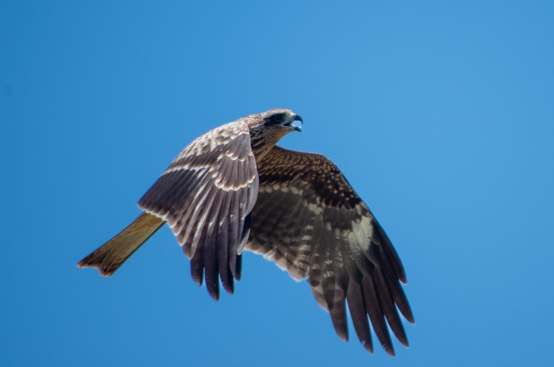 【H2さん専用出品】【黒死病対策】【内臓電池交換】PENTAX K-30青