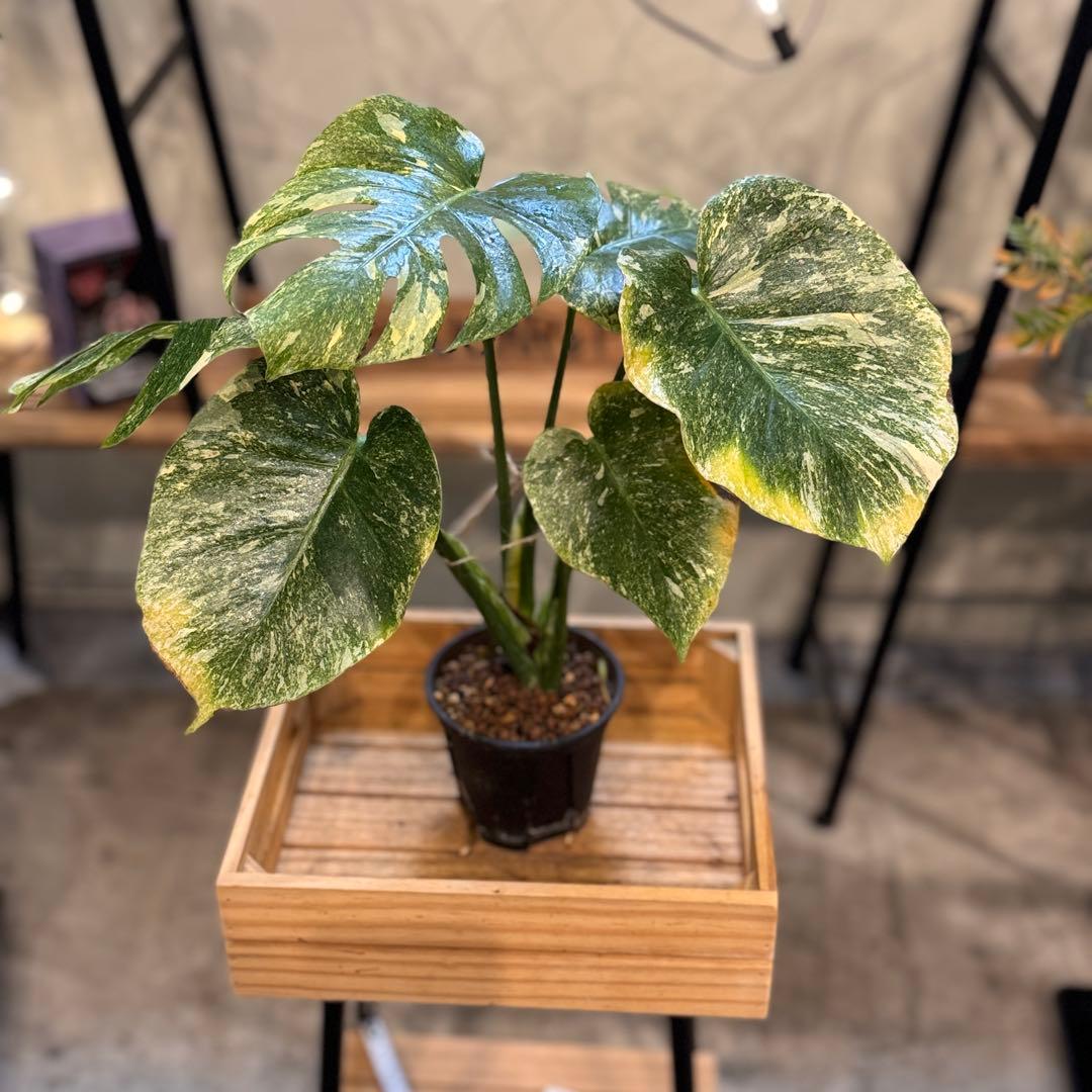 R*9様 1 モンステラ　デリシオーサ　‘グリーンスノー’ 訳あり　お手頃