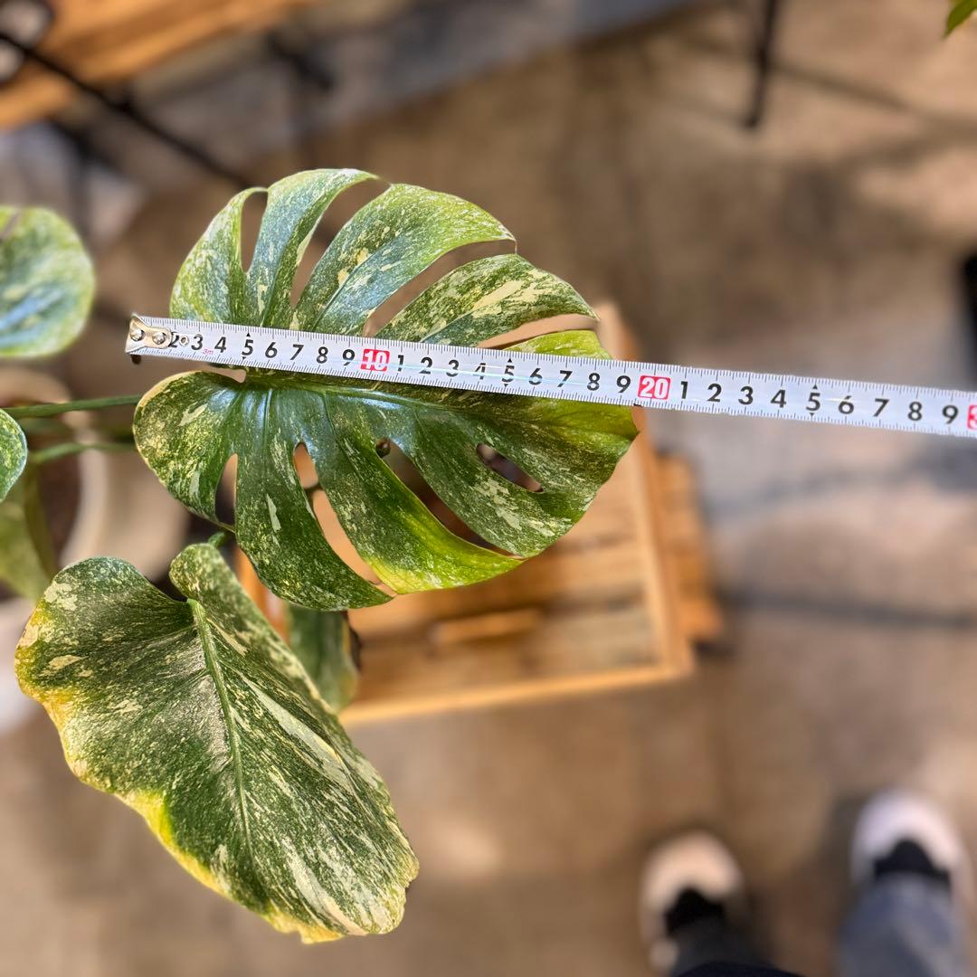 R*9様 1 モンステラ　デリシオーサ　‘グリーンスノー’ 訳あり　お手頃