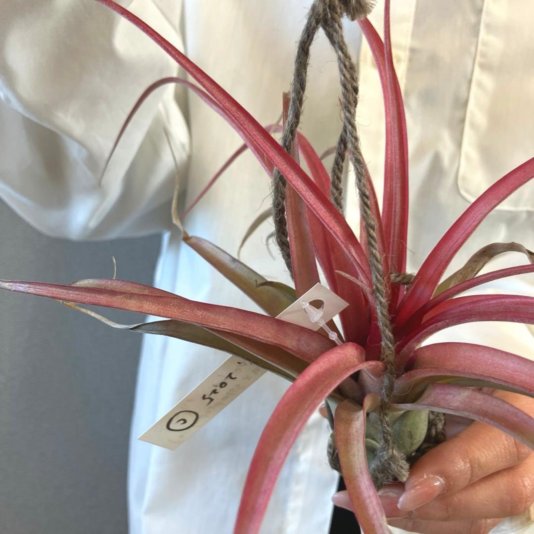 超希少❗️交配種❗️エアプランツ　チランジア　ラブノット✨