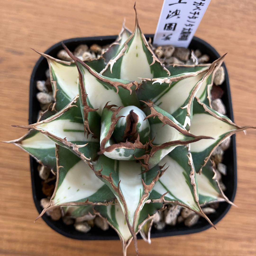 D*様 【初売りオークション】32 特大　太斑　アガベ　チタノタ　太陽神錦　白中