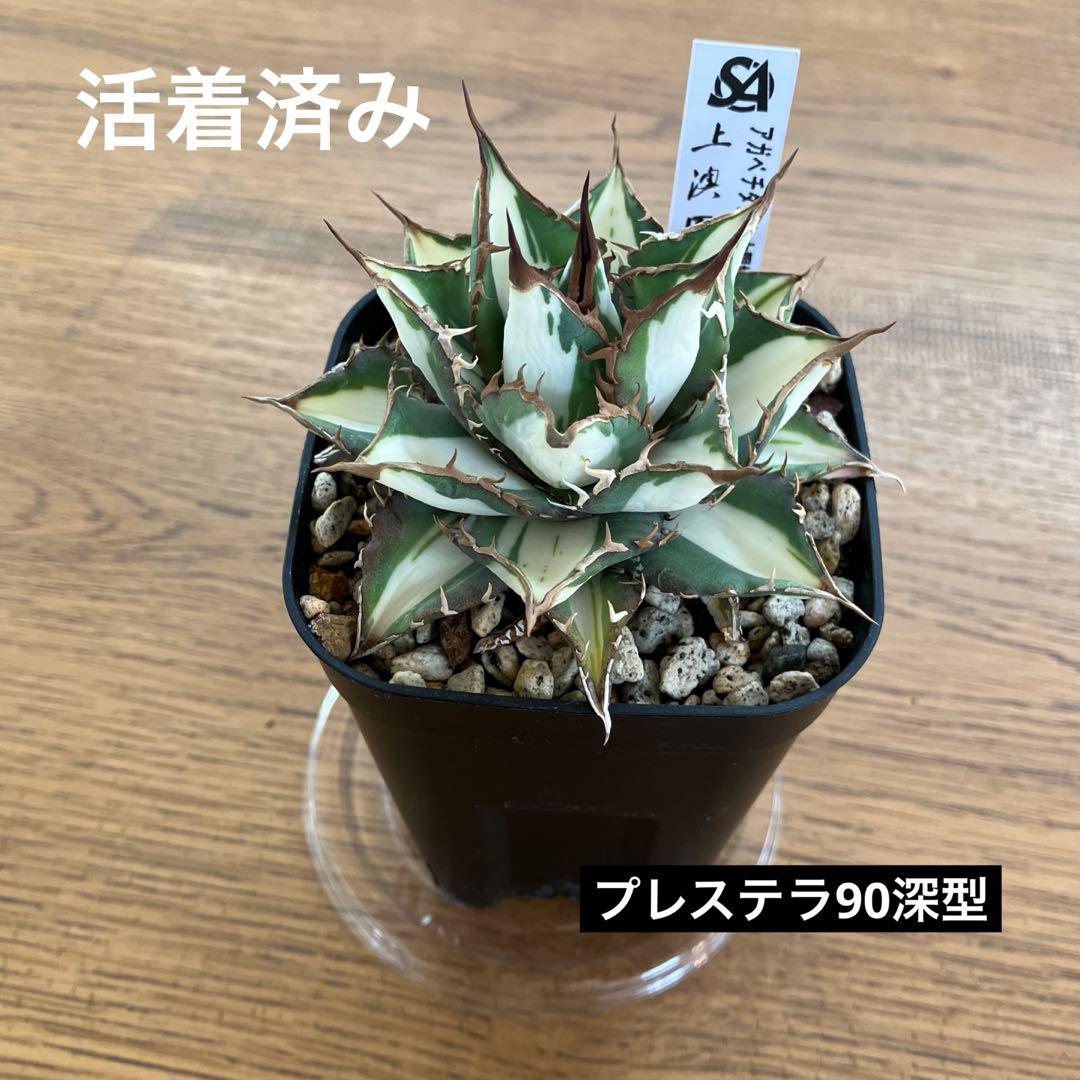 D*様 【初売りオークション】32 特大　太斑　アガベ　チタノタ　太陽神錦　白中