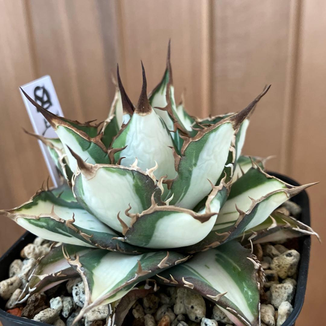 D*様 【初売りオークション】32 特大　太斑　アガベ　チタノタ　太陽神錦　白中