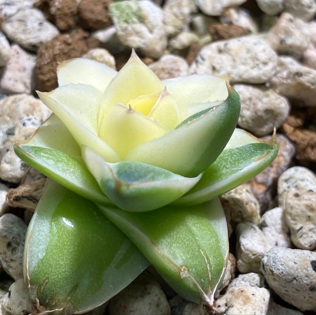 彪*丸様 【初売りオークション】74 アガベ　王妃笹の雪A型　ピンキー　変わり斑