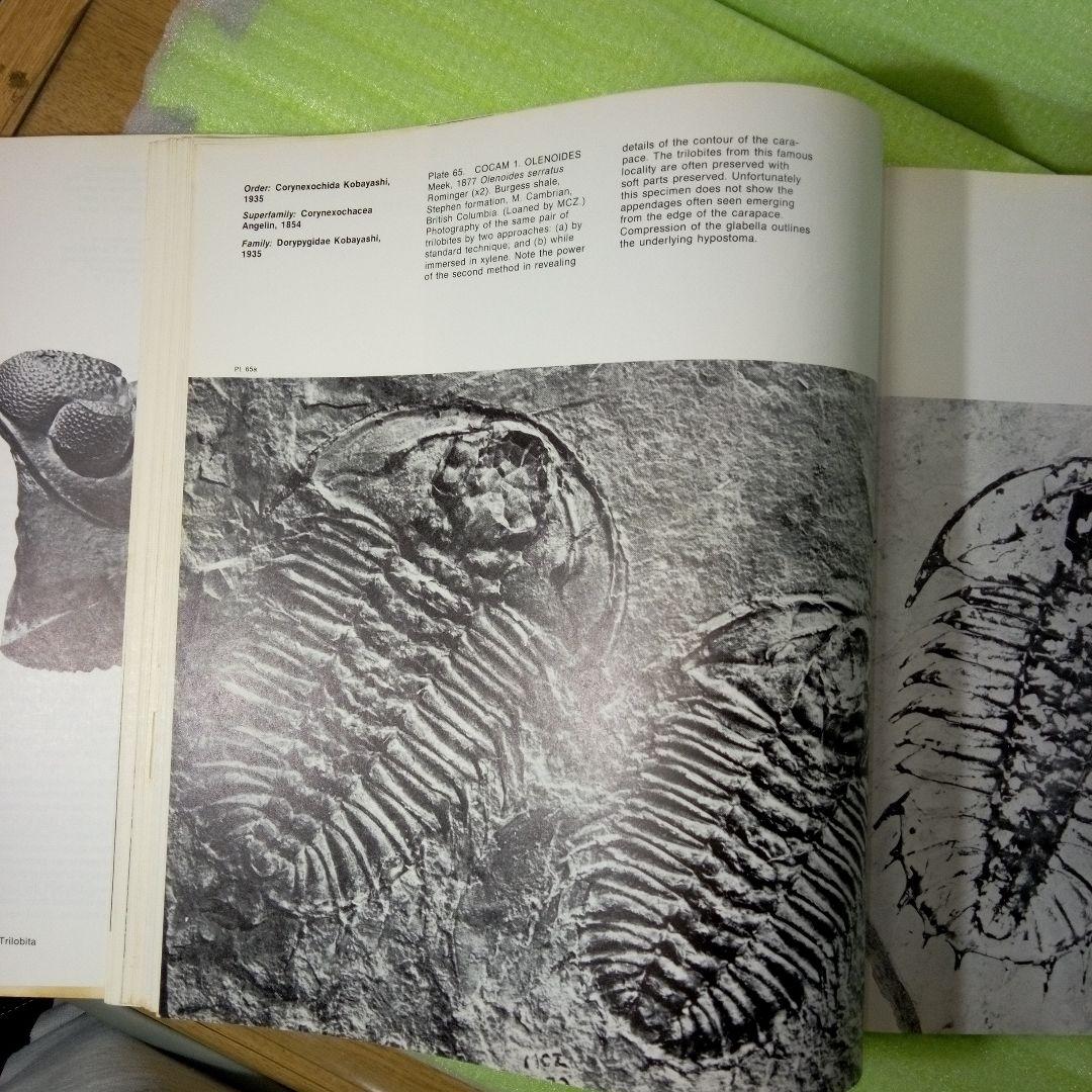 Trilobites　A Photographic Atlas　三葉虫　化石　本