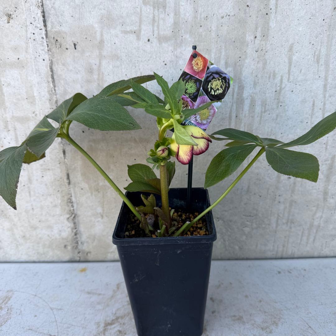 クリスマスローズ　ウィンターシンフォニー