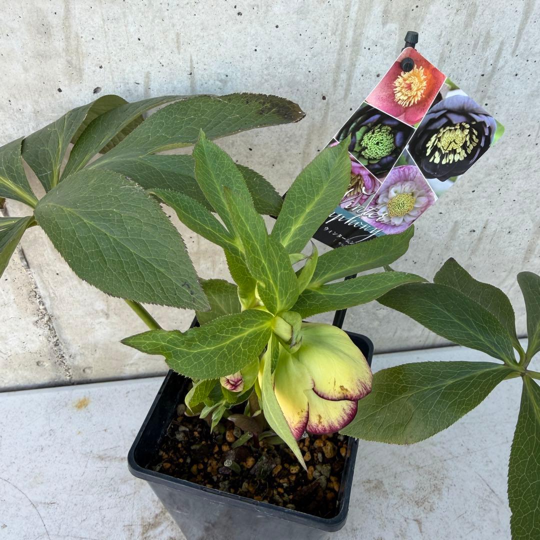 クリスマスローズ　ウィンターシンフォニー