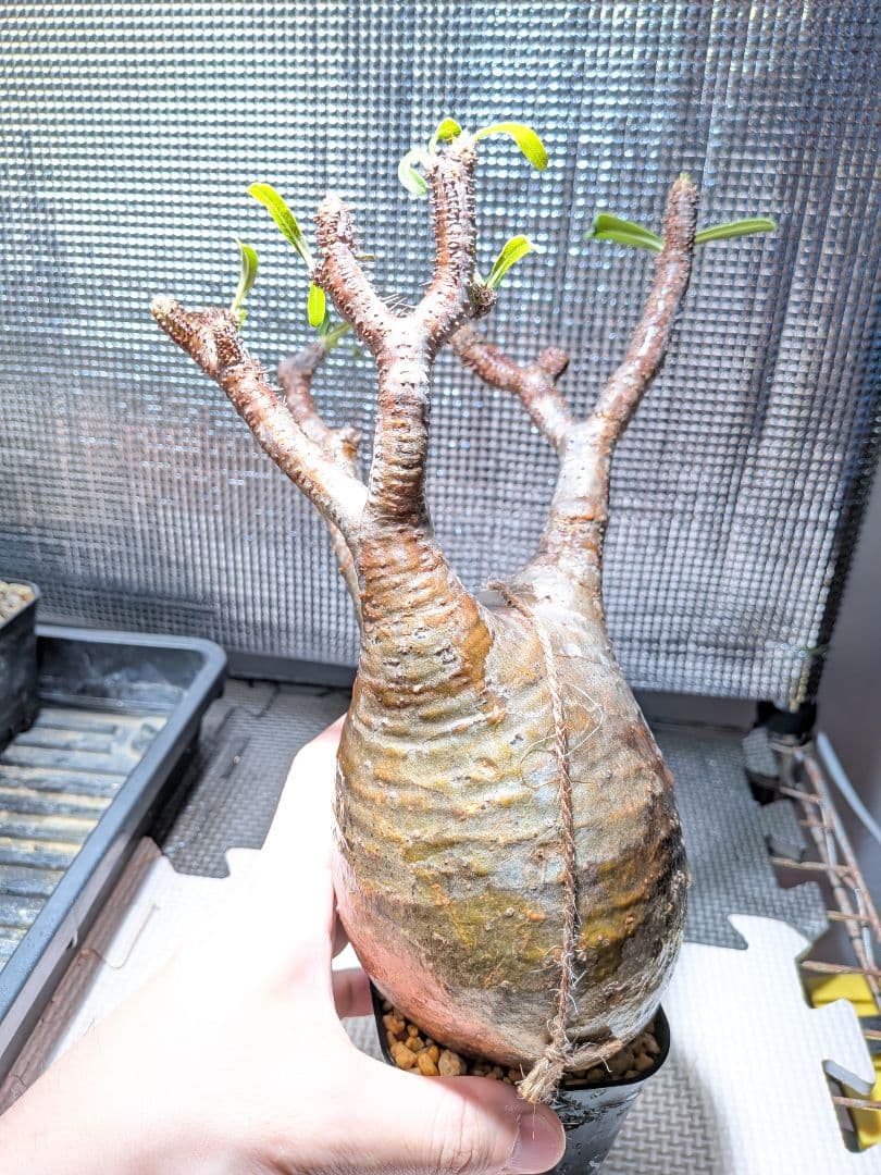 タ*ー様 パキポディウム　グラキリス現地球