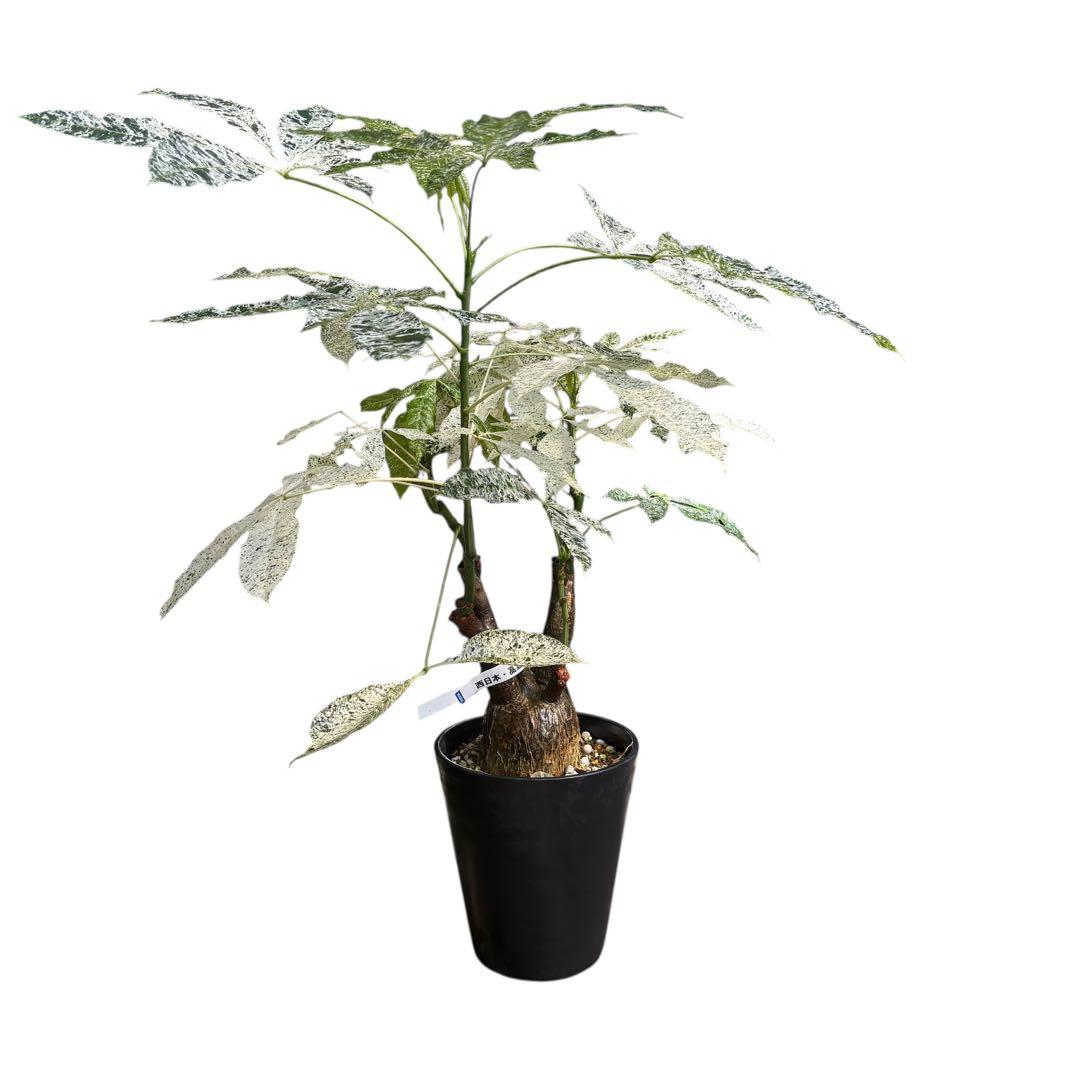 確認用NAO パキラ ミルキーウェイ 斑入り 4箇所接木 太幹 80cm