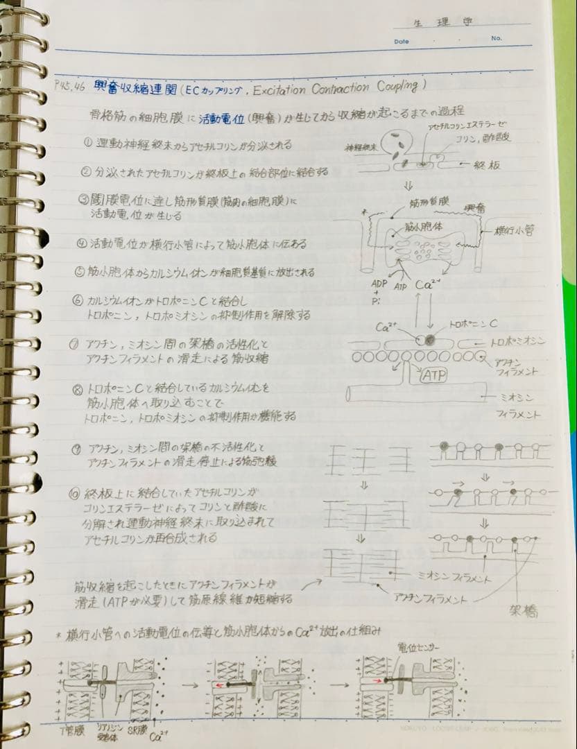 医療系学科定期試験、国家試験対策まとめノート【生物系セット】