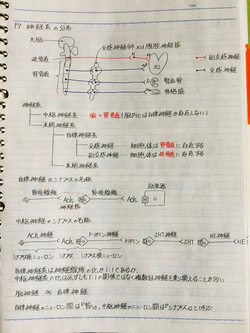 医療系学科定期試験、国家試験対策まとめノート【生物系セット】