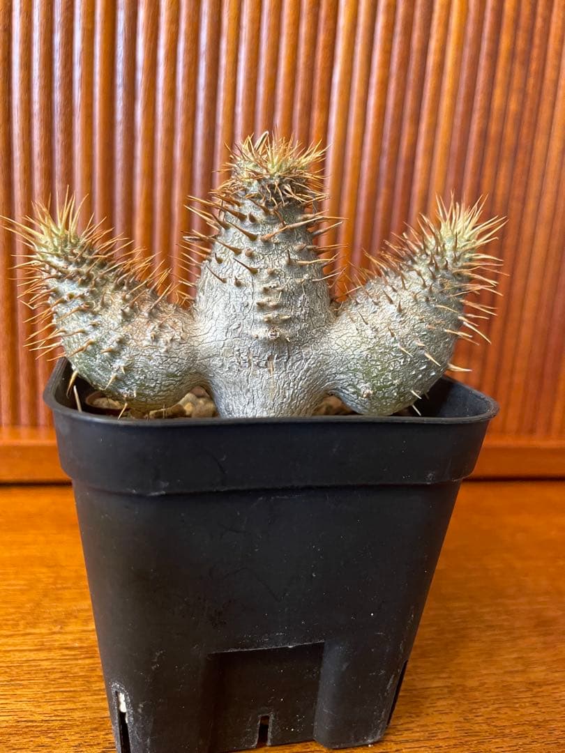 パキポディウム グラキリス　実生