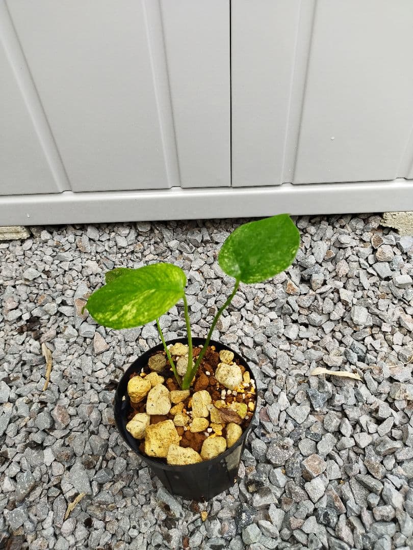 モンステラA2 デリシオーサ　ジャングルミント　鉢ごと発送