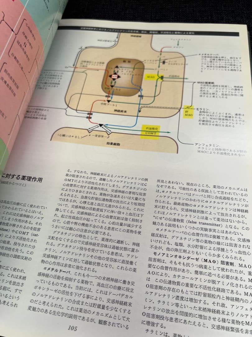 医学図譜集 心臓編【Frank H. Netter】解剖学専門書 医学イラスト本