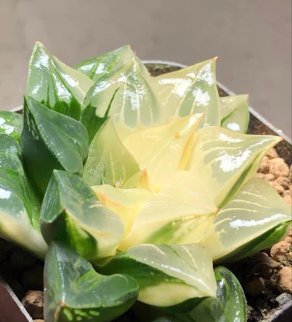 じ*む様 多肉植物　ハオルチア　ムチカ錦　変異系　巨大化